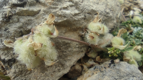 Hippocrepis castroviejoi, photograph 1