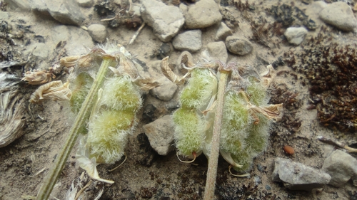 Hippocrepis castroviejoi, photograph 4