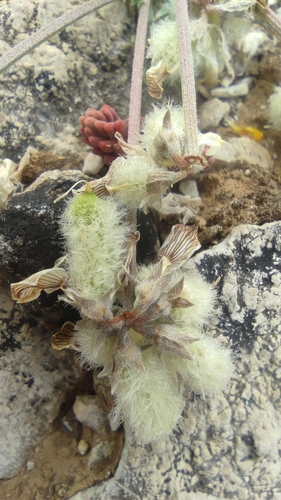 Hippocrepis castroviejoi, photograph 5