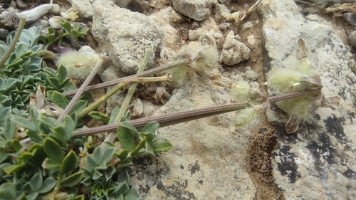 Hippocrepis castroviejoi, photograph 6