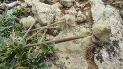 Hippocrepis castroviejoi, photograph Santiago Martín-Bravo, CC BY, iNaturalist via GBIF