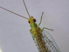 Italochrysa insignis