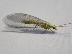 Italochrysa insignis