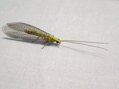 Italochrysa insignis