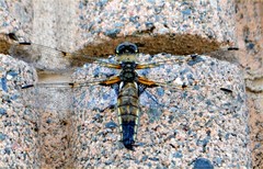 Libellula quadrimaculata
