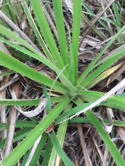 Eryngium paniculatum