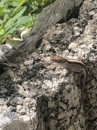 Brown Anole