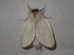 Trichiocercus sparshalli