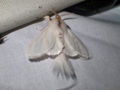 Trichiocercus sparshalli