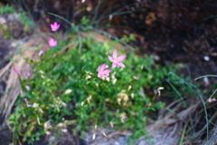 Centaurium portense