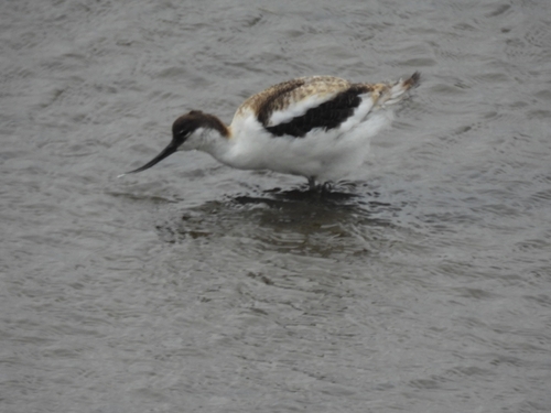 Avocette élégante, jeune