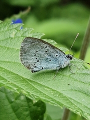 Holly Blue