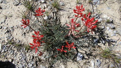 Astragalus sanguineus