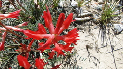 Astragalus sanguineus