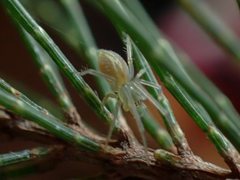 Cheiracanthium gracile