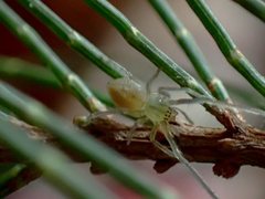 Cheiracanthium gracile