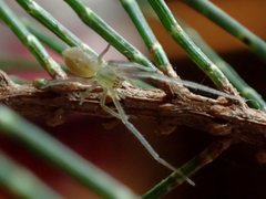 Cheiracanthium gracile