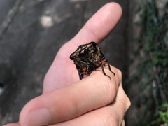 Cryptotympana mandarina