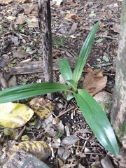 Chloraea membranacea