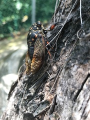 Cryptotympana mandarina