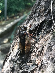 Cryptotympana mandarina