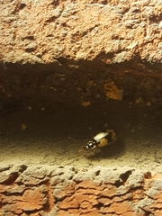 Lebia fuscata