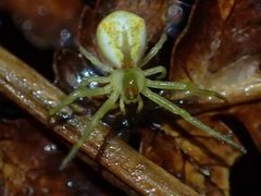 Sidymella rubrosignata