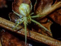 Sidymella rubrosignata