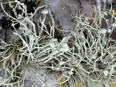 Ramalina cuspidata