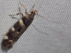 Macrobathra ceraunobola