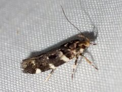 Macrobathra ceraunobola