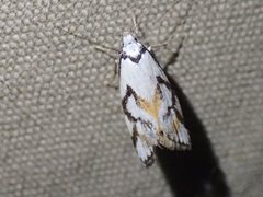 Cosmaresta anarrecta