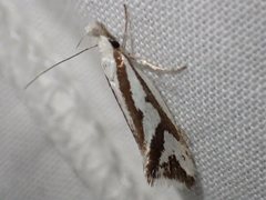 Orthiastis hyperocha