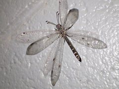 Bandidus vafer