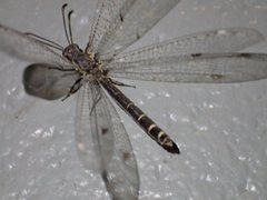 Bandidus vafer