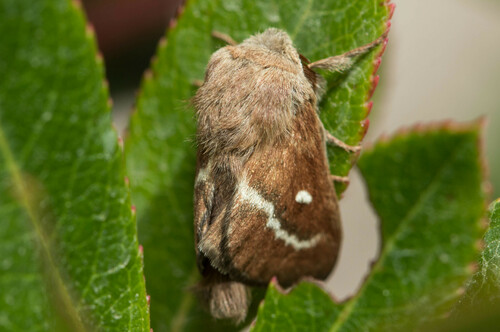 Psilogaster loti