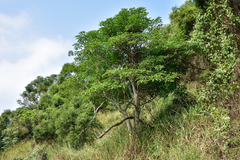 Crateva adansonii formosensis