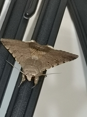 Pandesma quenavadi
