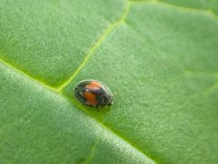 Diomus notescens