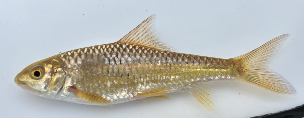 Tanganyika yellowfish (Labeobarbus caudovittatus) — Cyprinidae