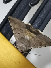 Pandesma quenavadi
