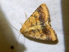 Helicoverpa assulta