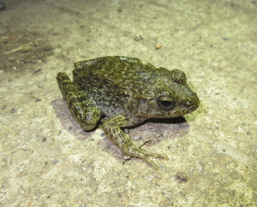 Imienpo Station frog