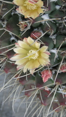 Mammillaria winterae