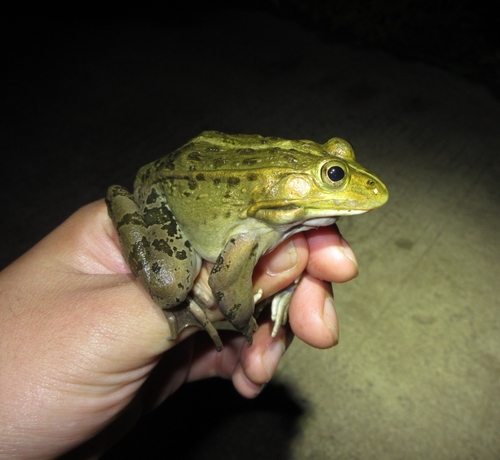 Black-spotted Frog