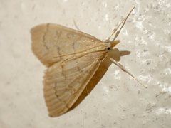 Metasia dicealis