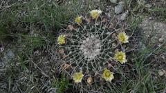 Mammillaria winterae