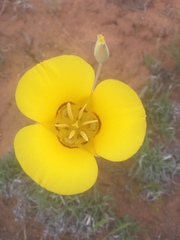 Calochortus aureus