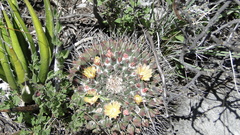 Mammillaria winterae