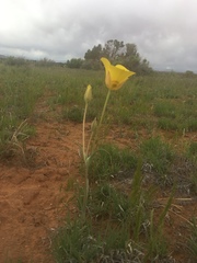 Calochortus aureus